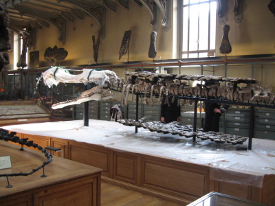 Sarcosuchus Imperator